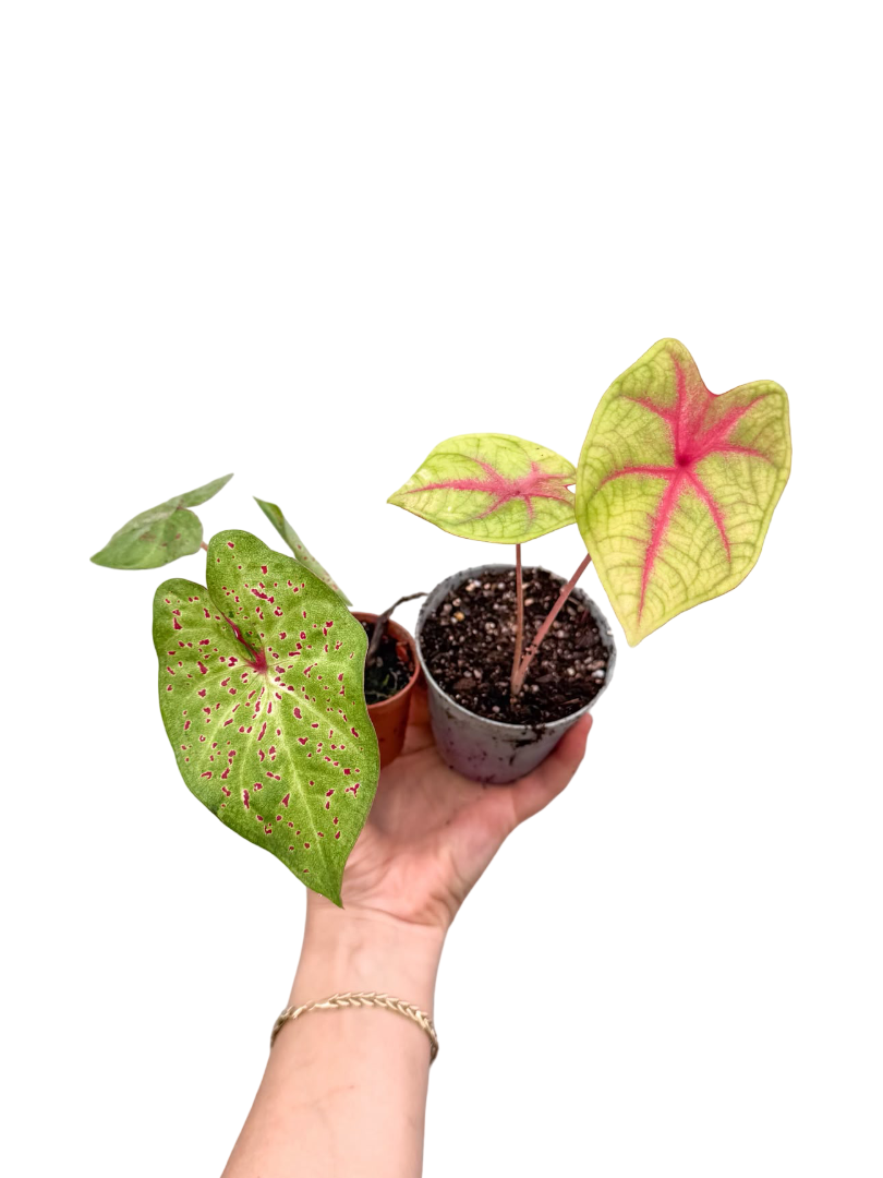 Caladium Mini Mix - Kaladyum Çiçeği