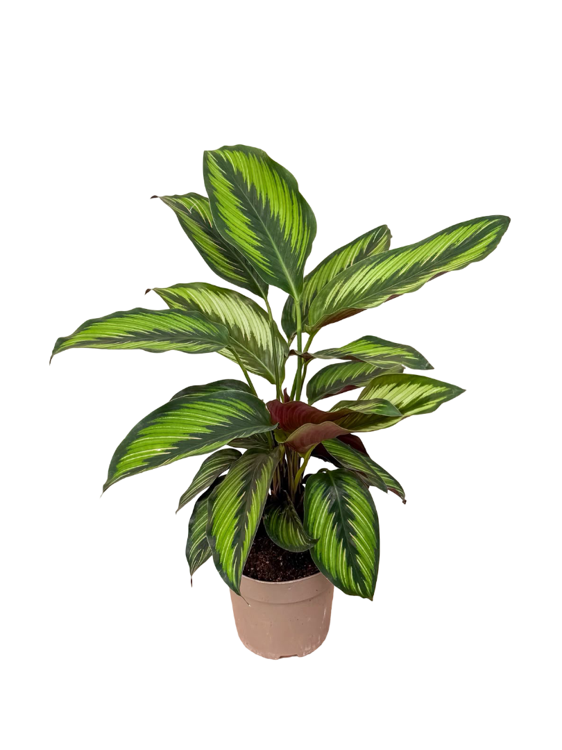 Calathea Beauty Star Dua Çiçeği