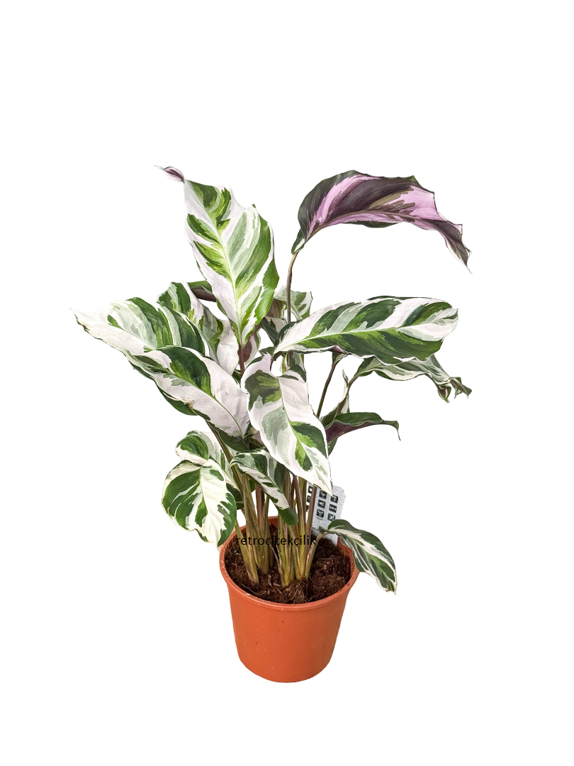 Calathea Fusion White Beyaz Yapraklı Dua Çiçeği (30-40 CM)
