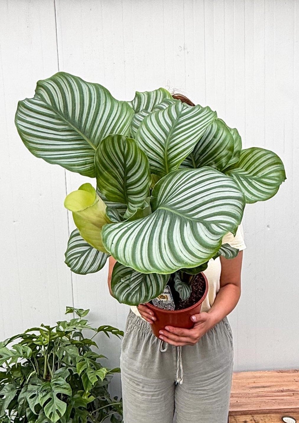 Calathea Orbifolia Dua Çiçeği 60-70 CM