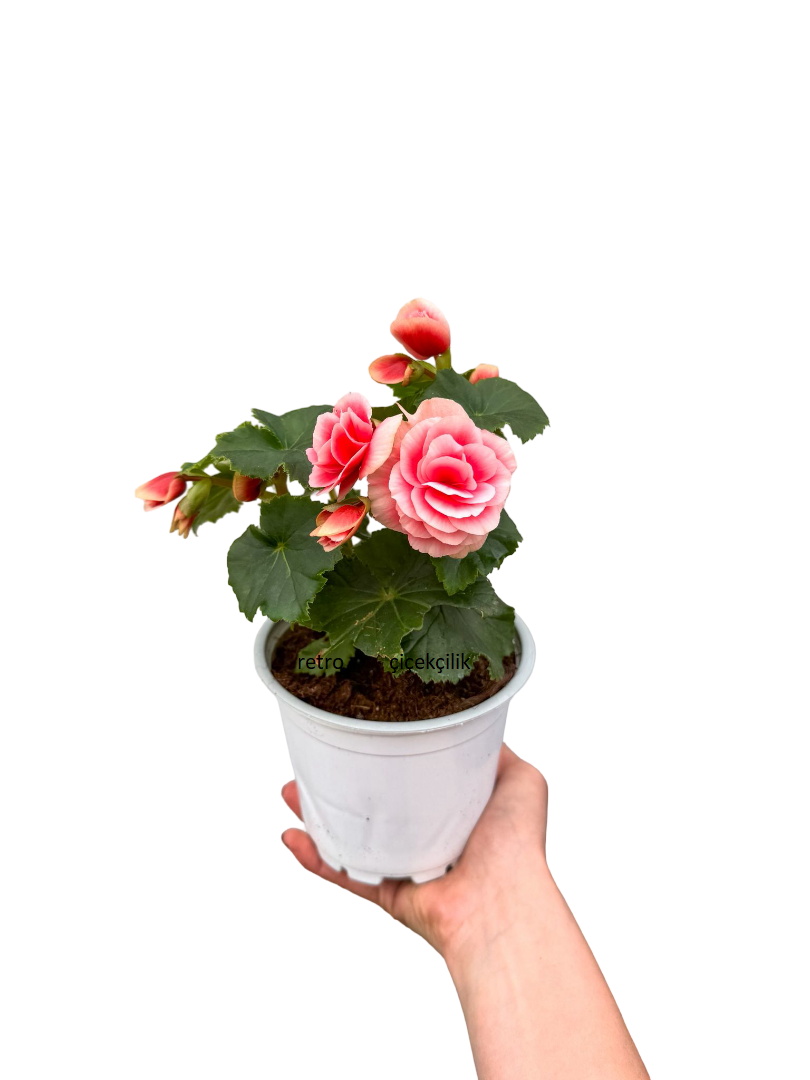 Ebruli Çiçekli Katmerli Begonya - Begonia Toran