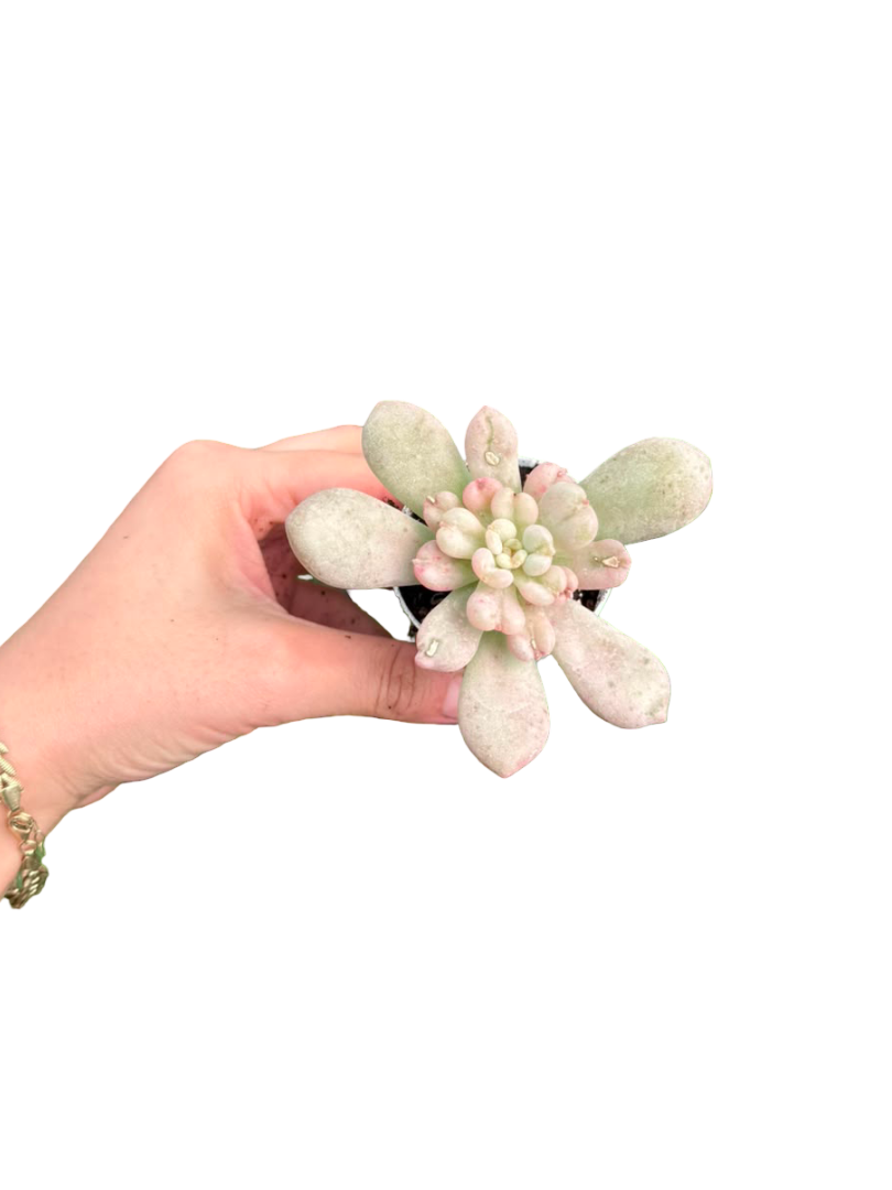 Echeveria 'Bill Gates'