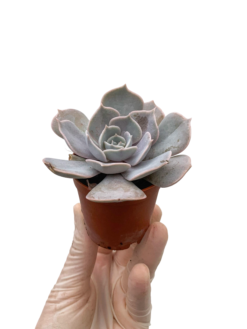 Echeveria Lilacina