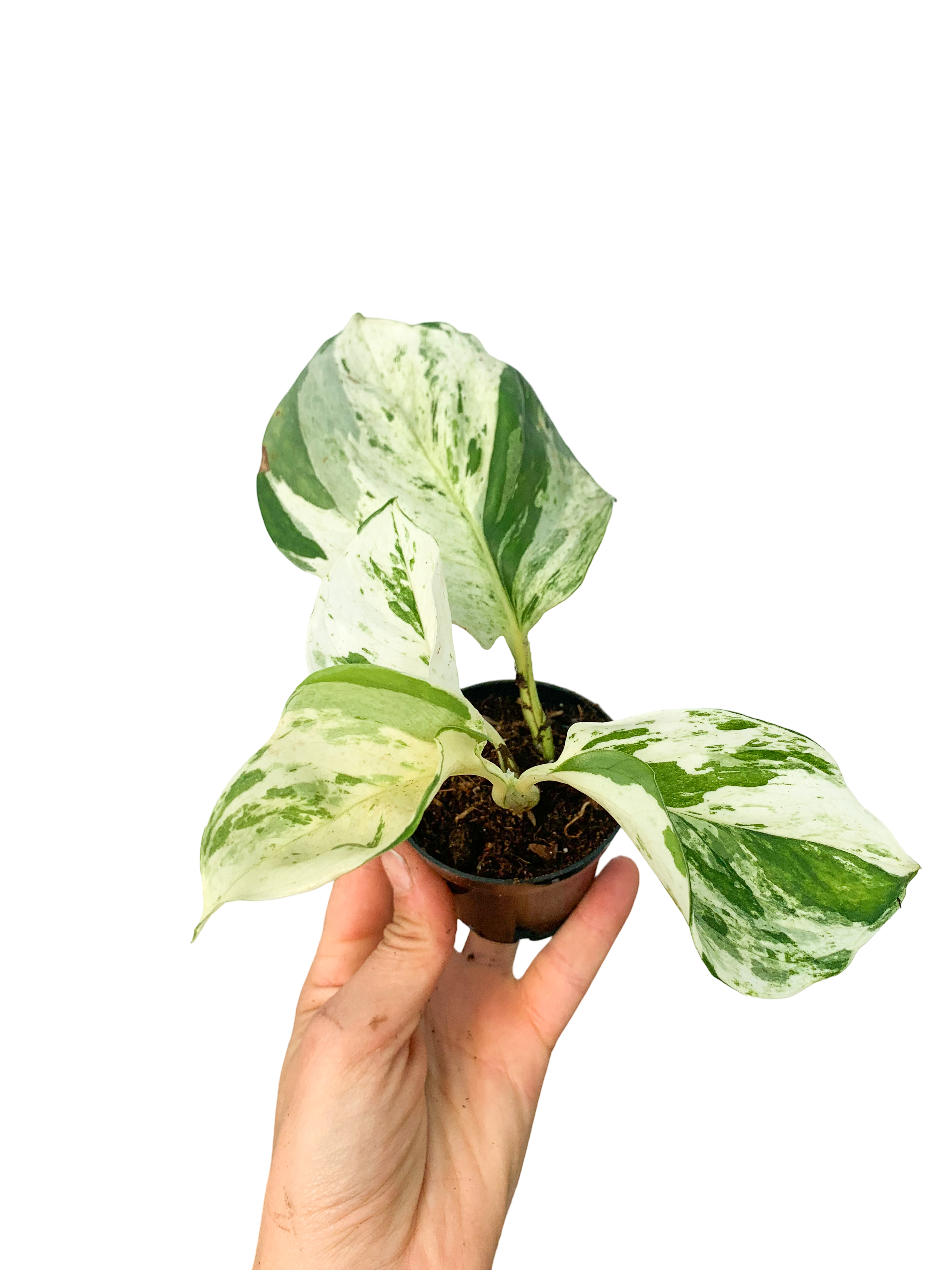 Epipremnum Manjula Beyaz Alaca Yapraklı