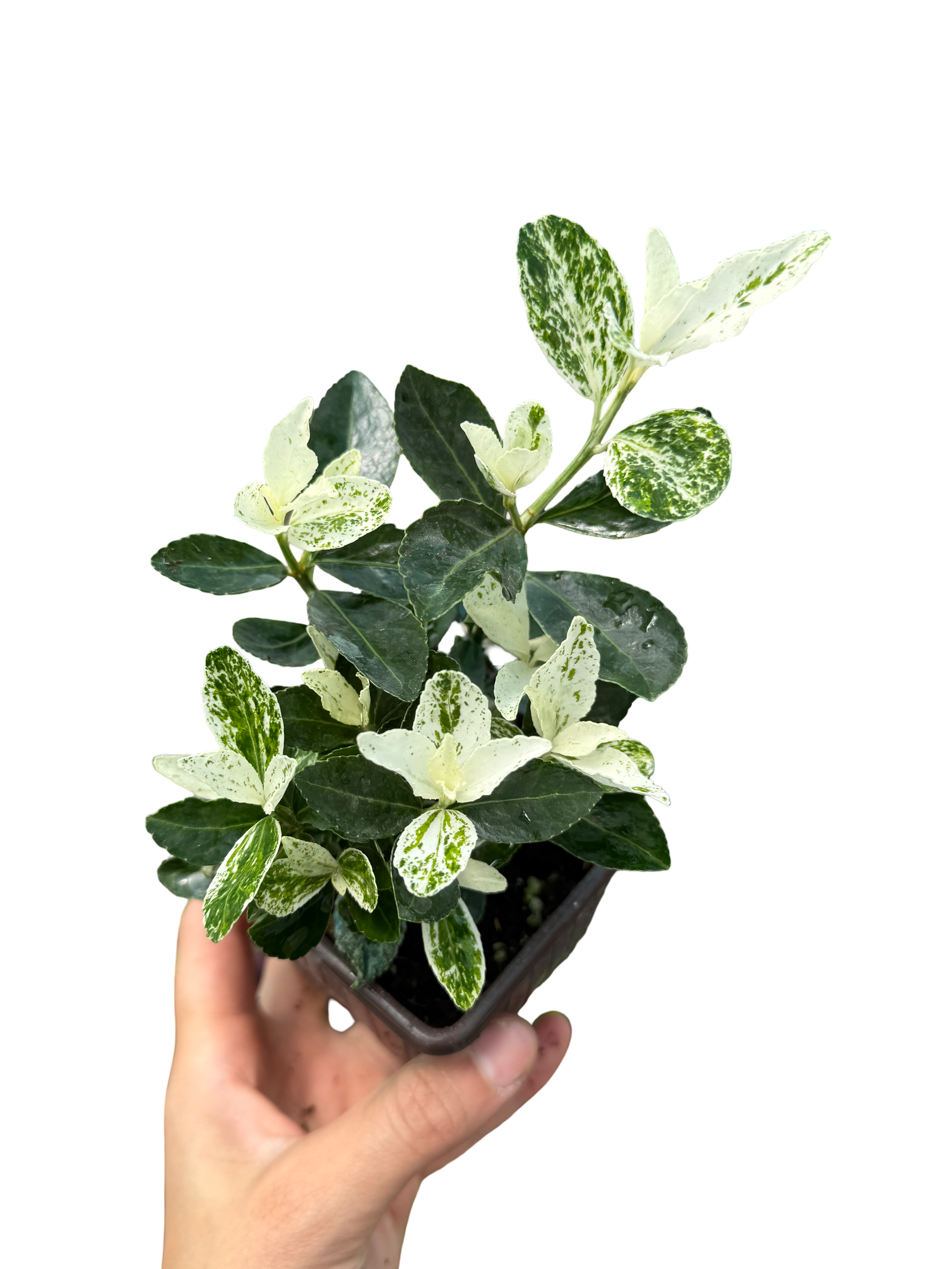 Euonymus Japonica Pierrolino Sense Özel Tür Taflan