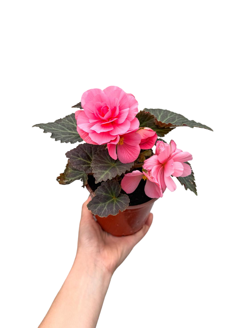 Gelin-Damat Çiçeği Begonia Nonstop Pembe