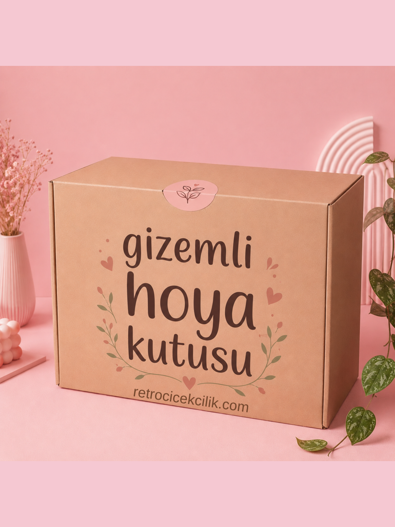 Gizemli Hoya Kutusu