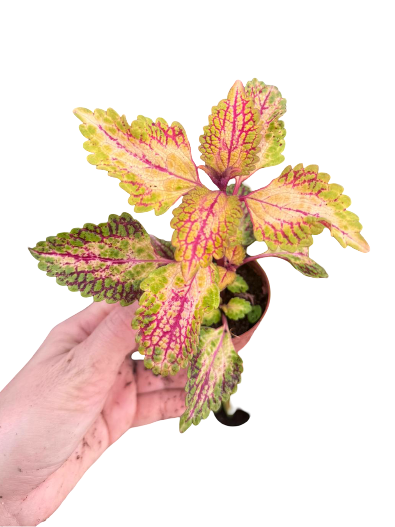 Golden Star Coleus Yaprak Güzeli