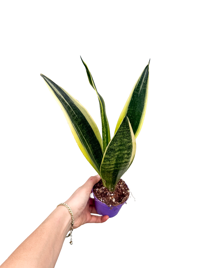 Gümüşi Paşa Kılıcı (Sansevieria Silver)