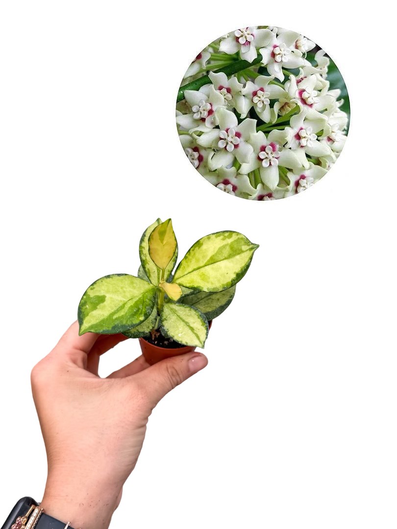 Hoya Australis Lisa Mum Çiçeği Fide