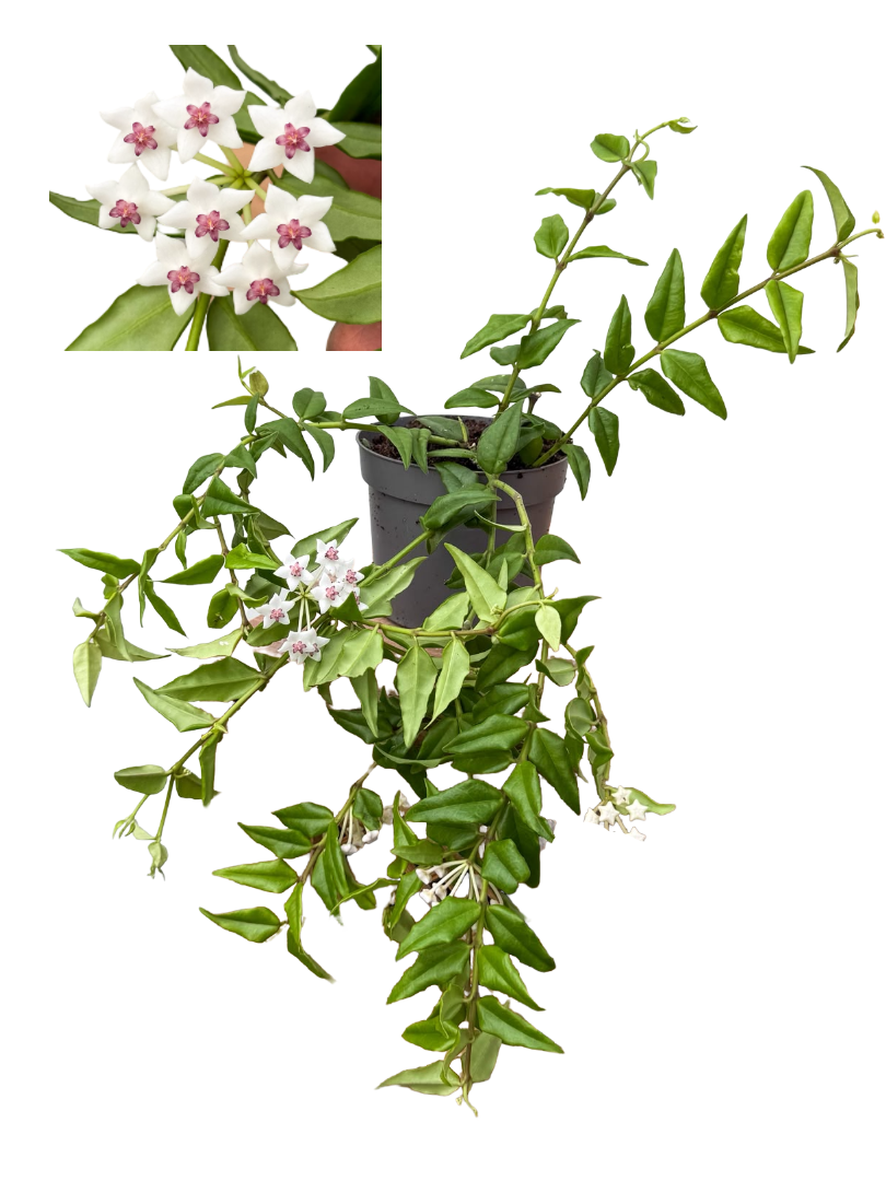 Hoya Bella Mum Çiçeği