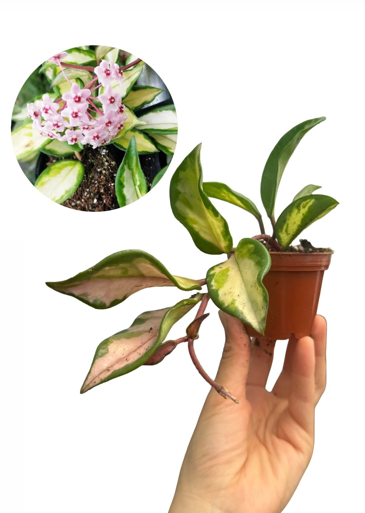 Hoya Carnosa Krimson Princess Mum Çiçeği
