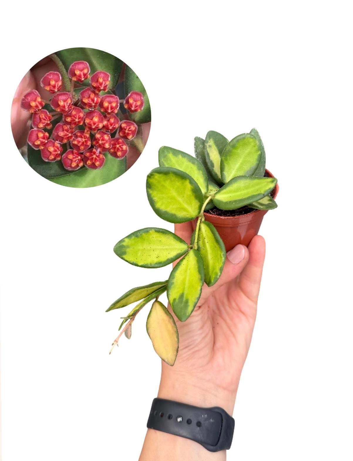Hoya DS 70 Kırmızı Çiçekli Mum Çiçeği