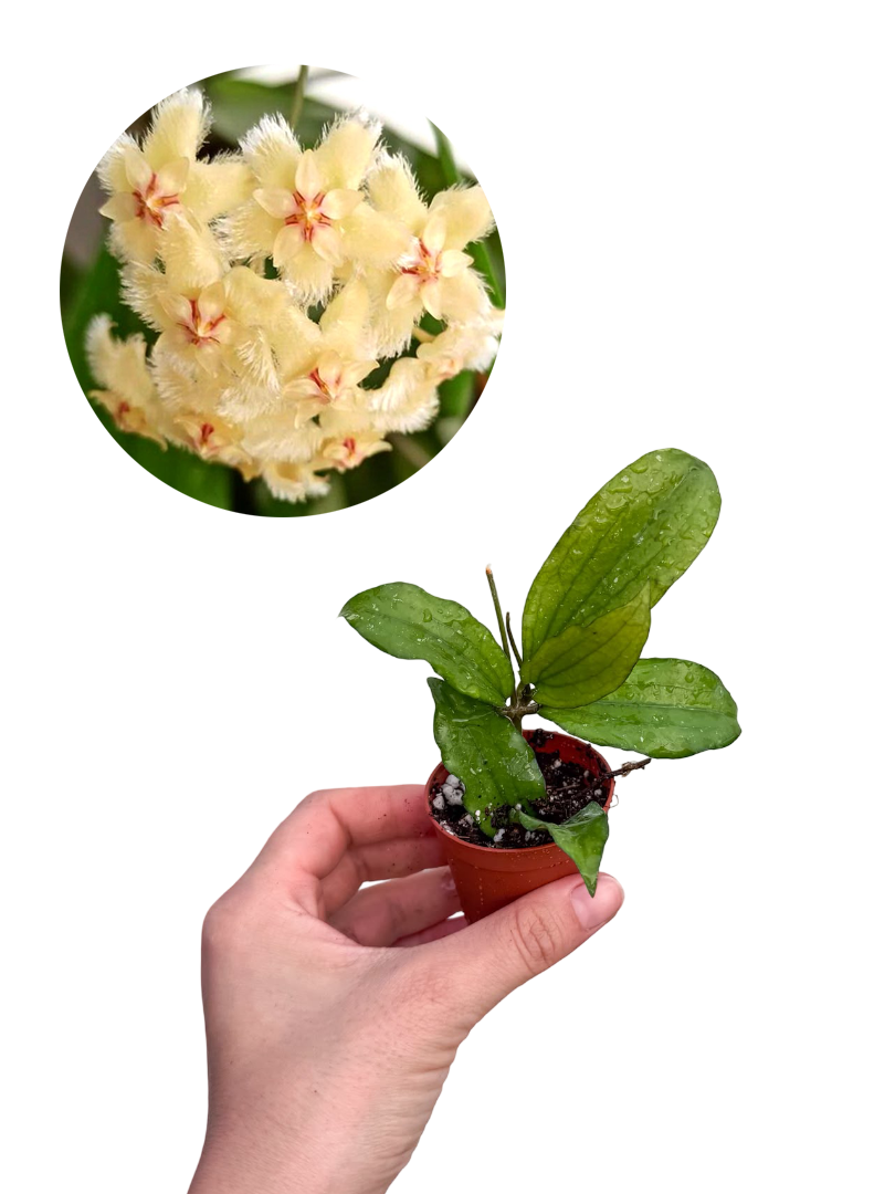 Hoya Erythrina Mum Çiçeği