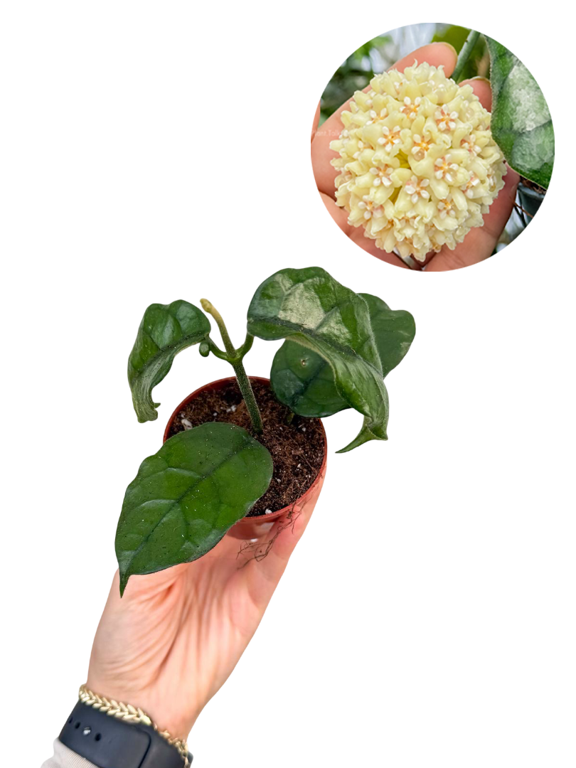 Hoya Villosa Mum Çiçeği