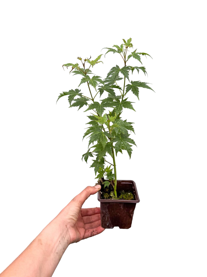 Japon Akçaağacı Acer Palmatum Yeşil