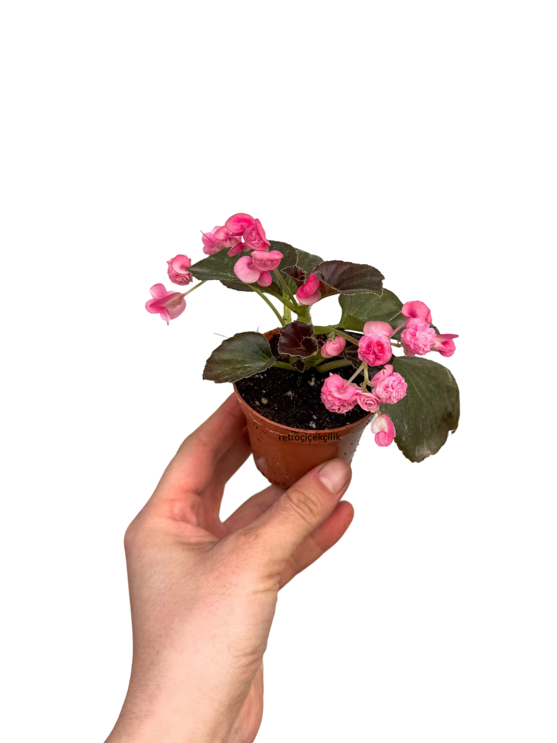 Katmerli Şeker Begonya - Begonia Semperflorens