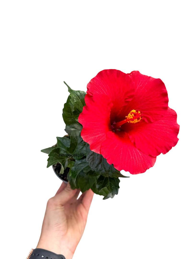 Kırmızı Hibiscus Çiçeği Japon Gülü