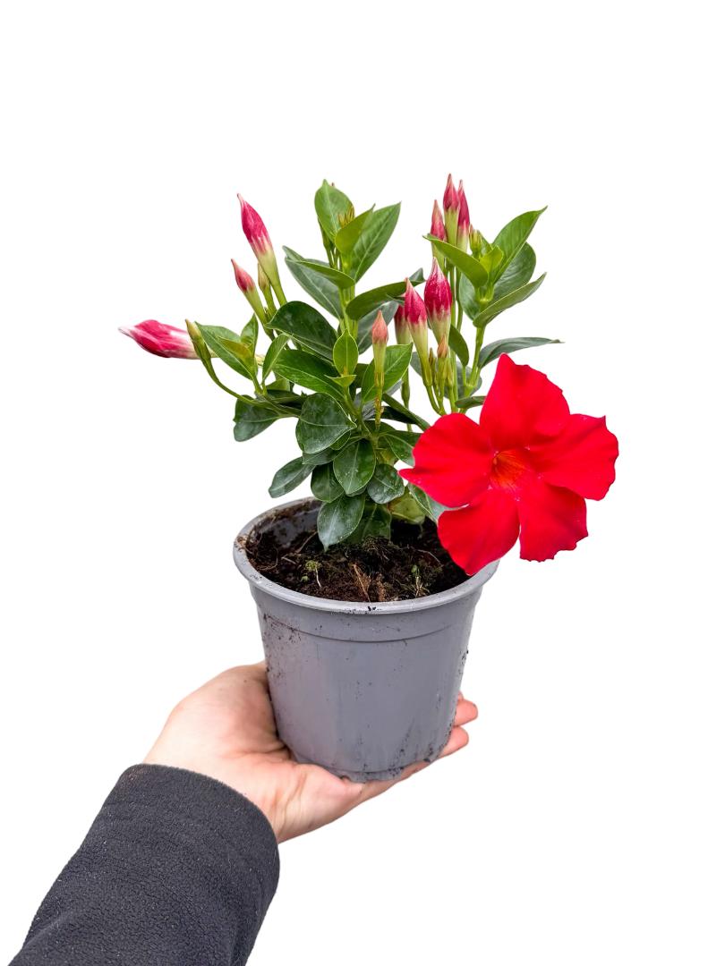 Kırmızı Mandevilla Çiçeği Sarmaşığı