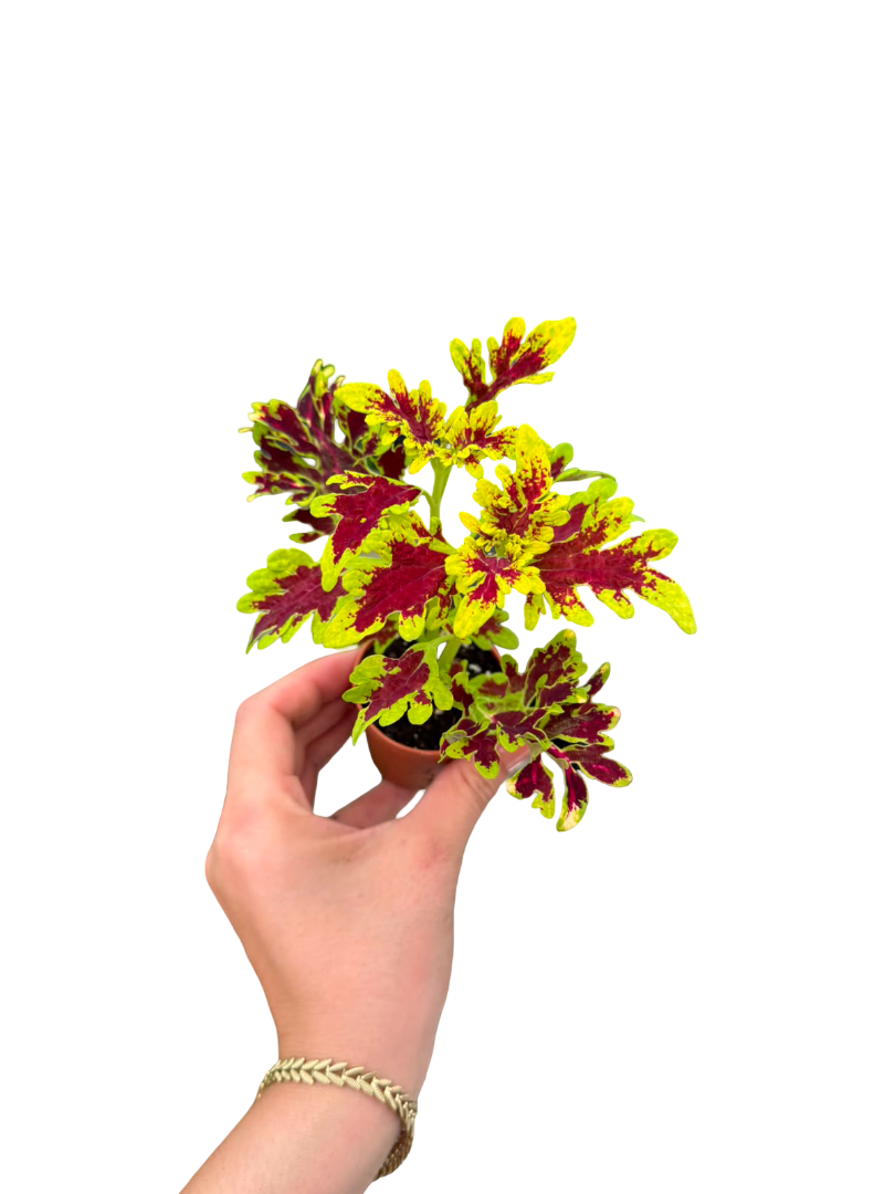Kıvrık Yapraklı Sarı Curly Coleus Yaprak Güzeli