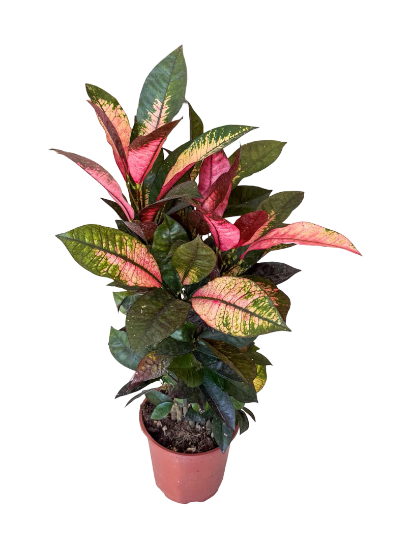 Kraton Bitkisi - Croton Iceton 50 CM