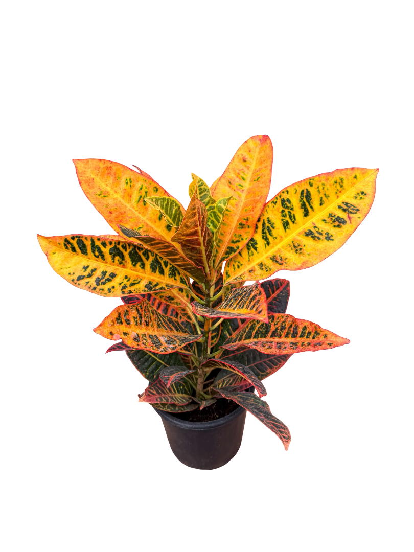 Kraton Çiçeği Bitkisi (Croton Petra)