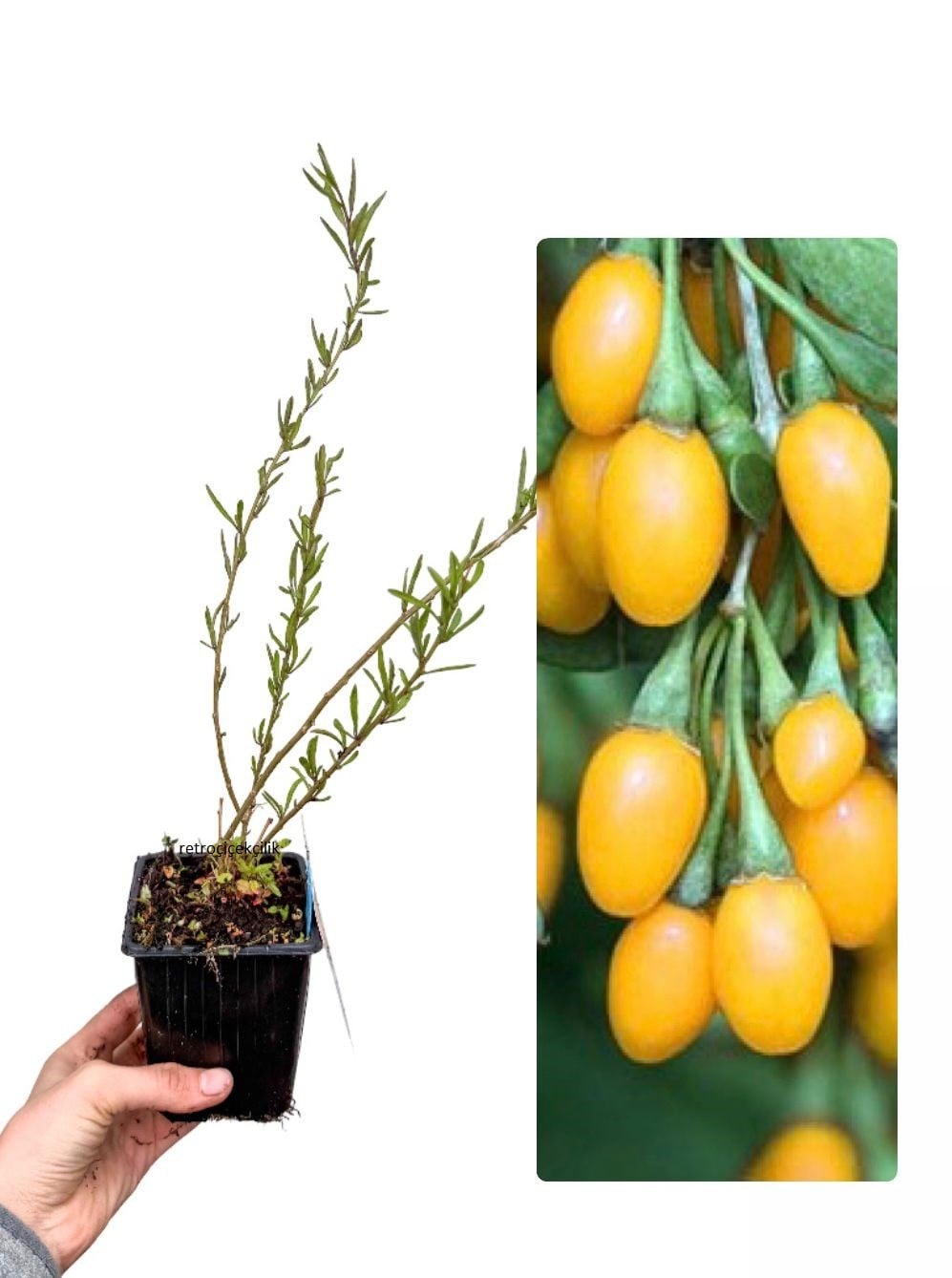 Kurt Üzümü Sarı - Goji Berry Fidanı