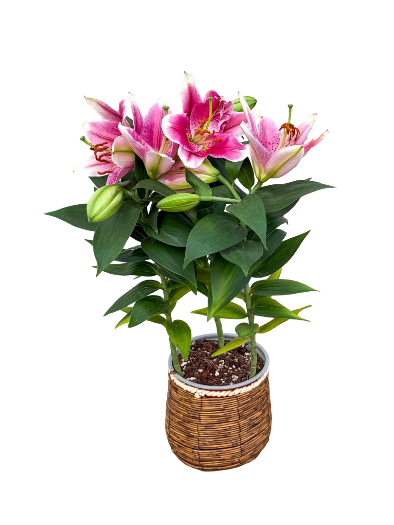 Lilyum Çiçeği Somon Zambak Lilium