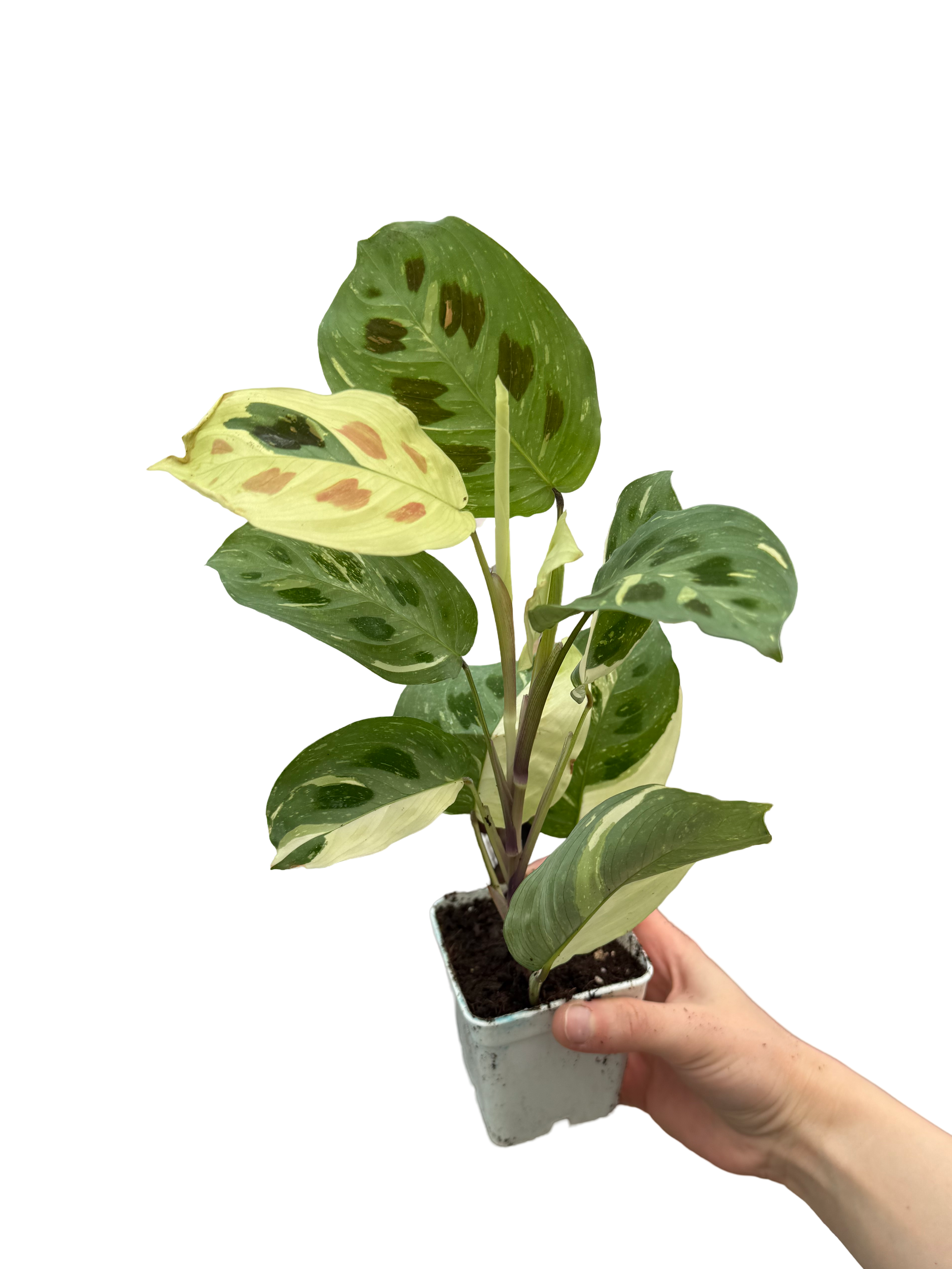 Maranta Leuconeura Kerchoveana 'Variegata' (Dua Çiçeği)