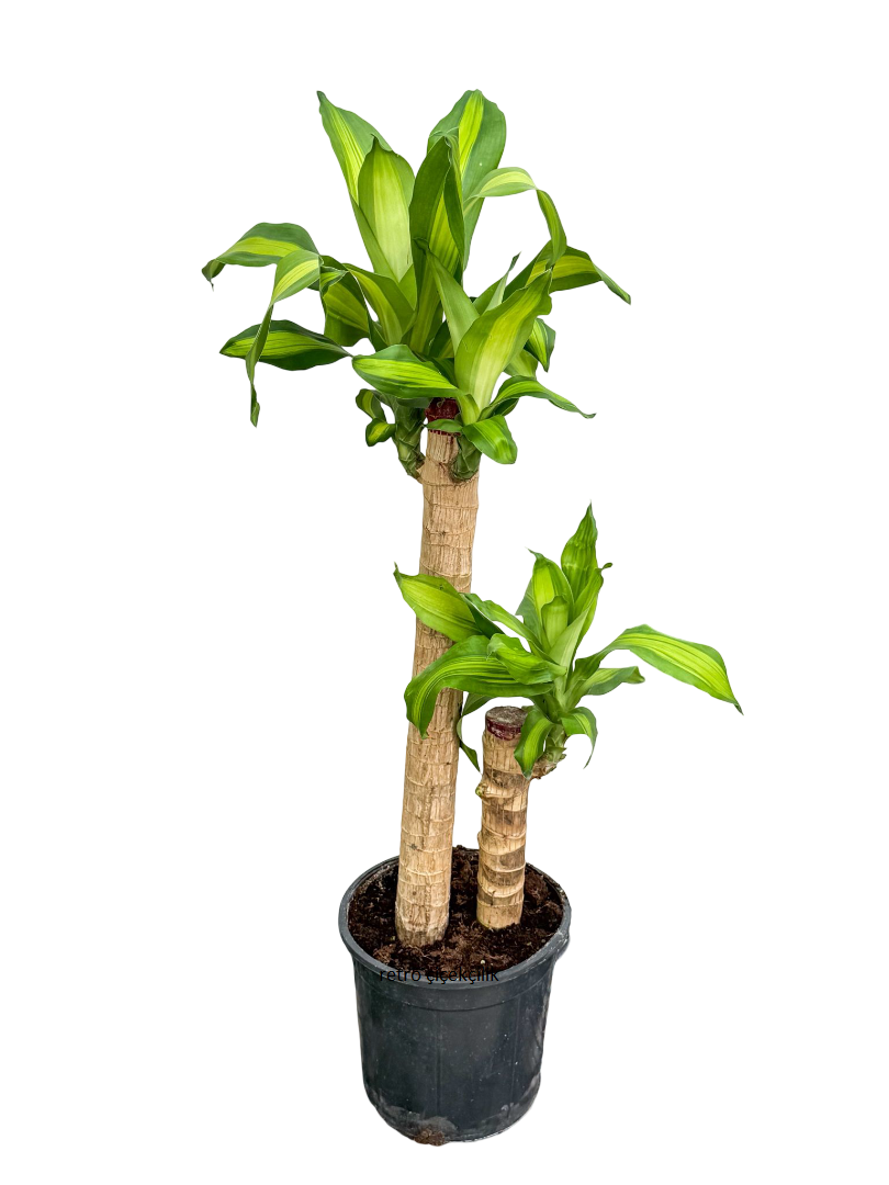 Massengena Çiçeği İkili (Dracena Massengena) 90 CM