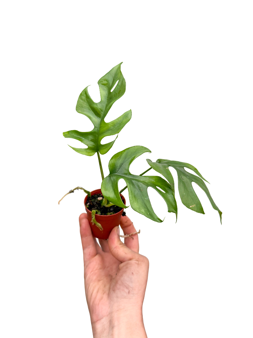 Monstera Minima Sarmaşığı Mini