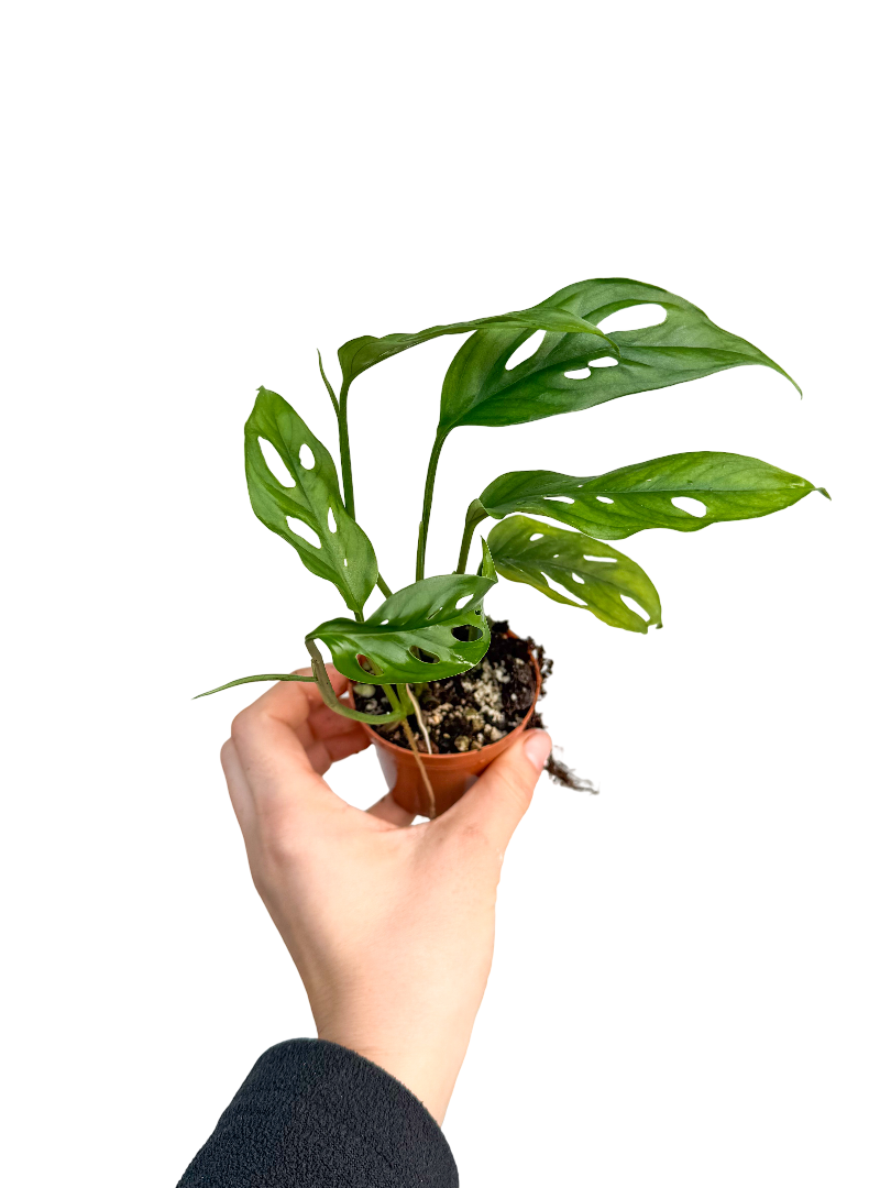 Monstera Monkey Mask Adansonii - Sarmaşık Deve Tabanı