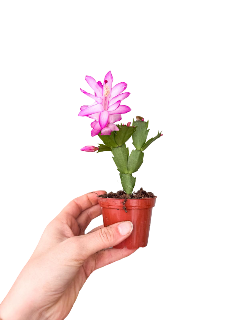 Mor Çiçekli Yılbaşı Çiçeği Kaktüsü (Schlumbergera)