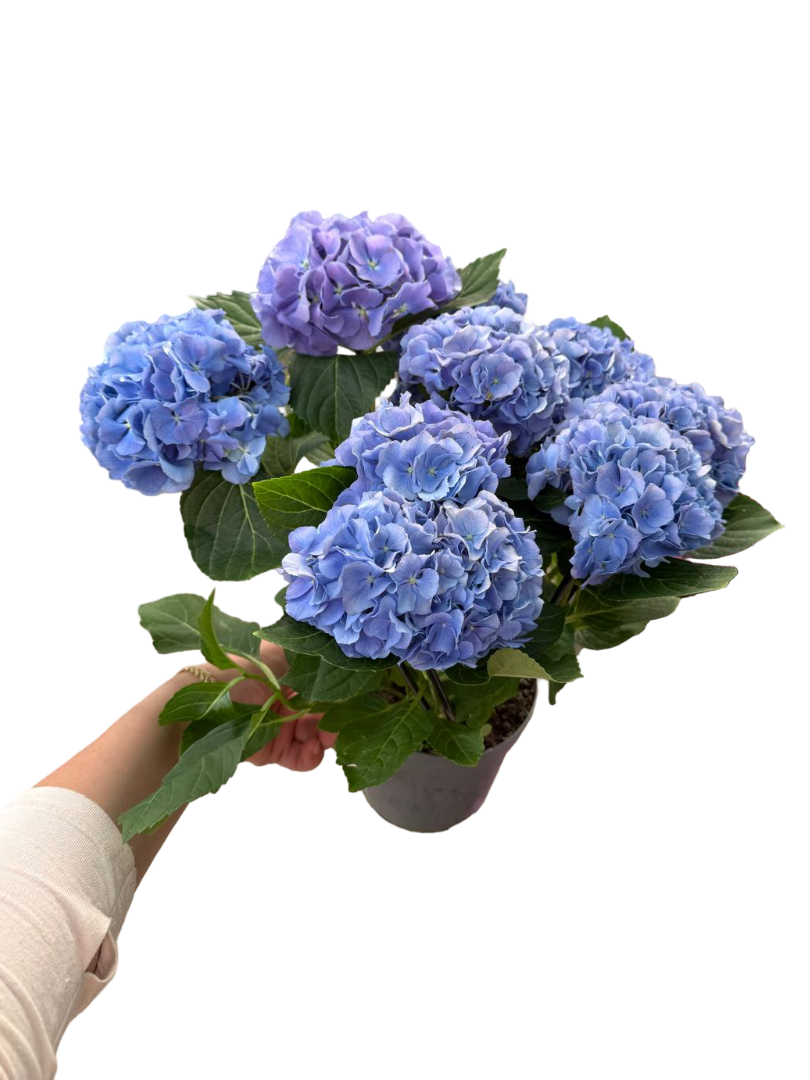 Mor Mavi Ortanca Çiçeği - Hydrangea
