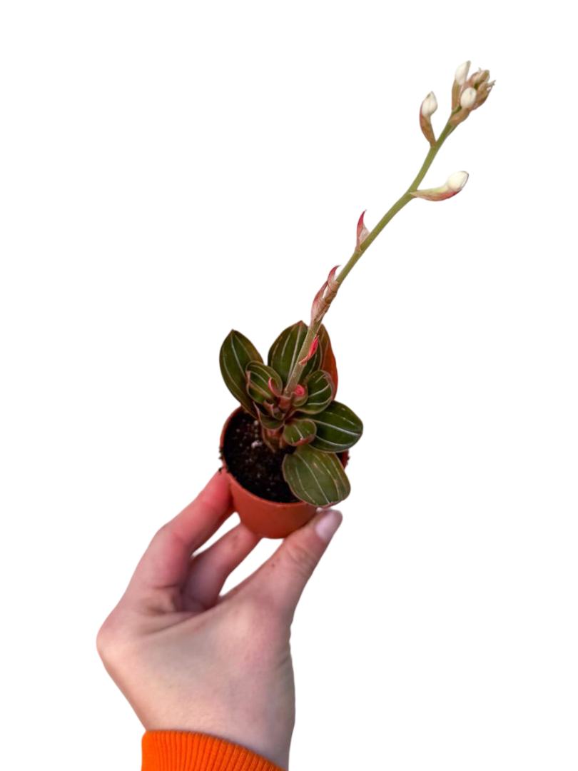 Mücevher Orkide Ludisia Discolor