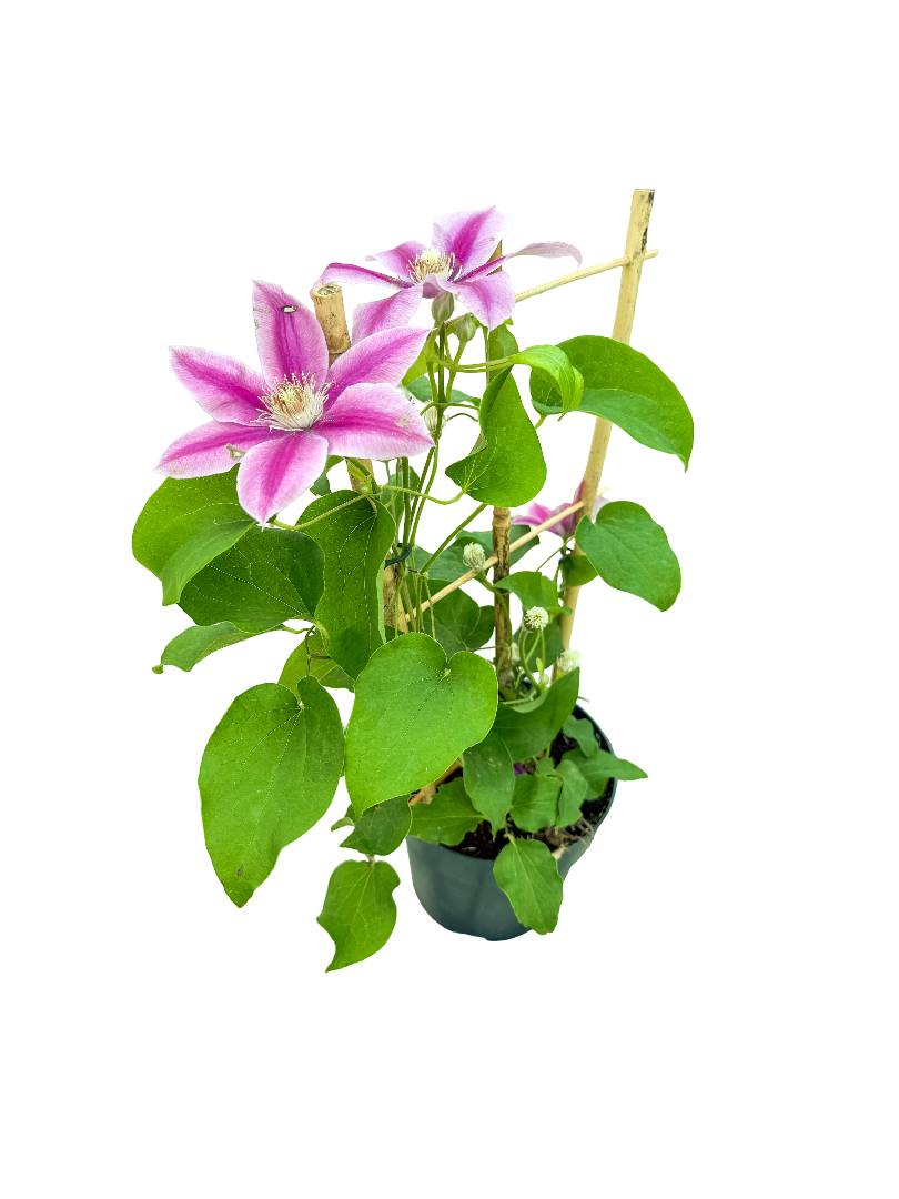 Orman Asması Clematis Pembe Çiçekli