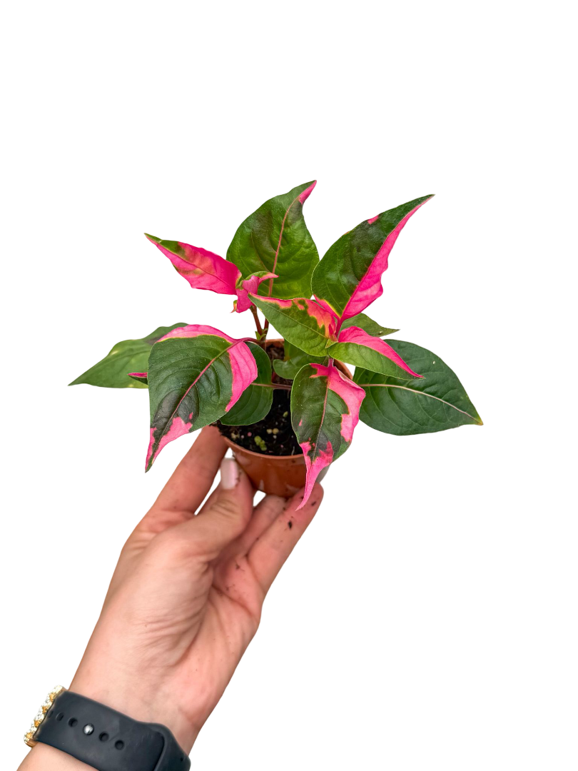 Pembe Alaca Yapraklı Alternanthera 'Party Time'