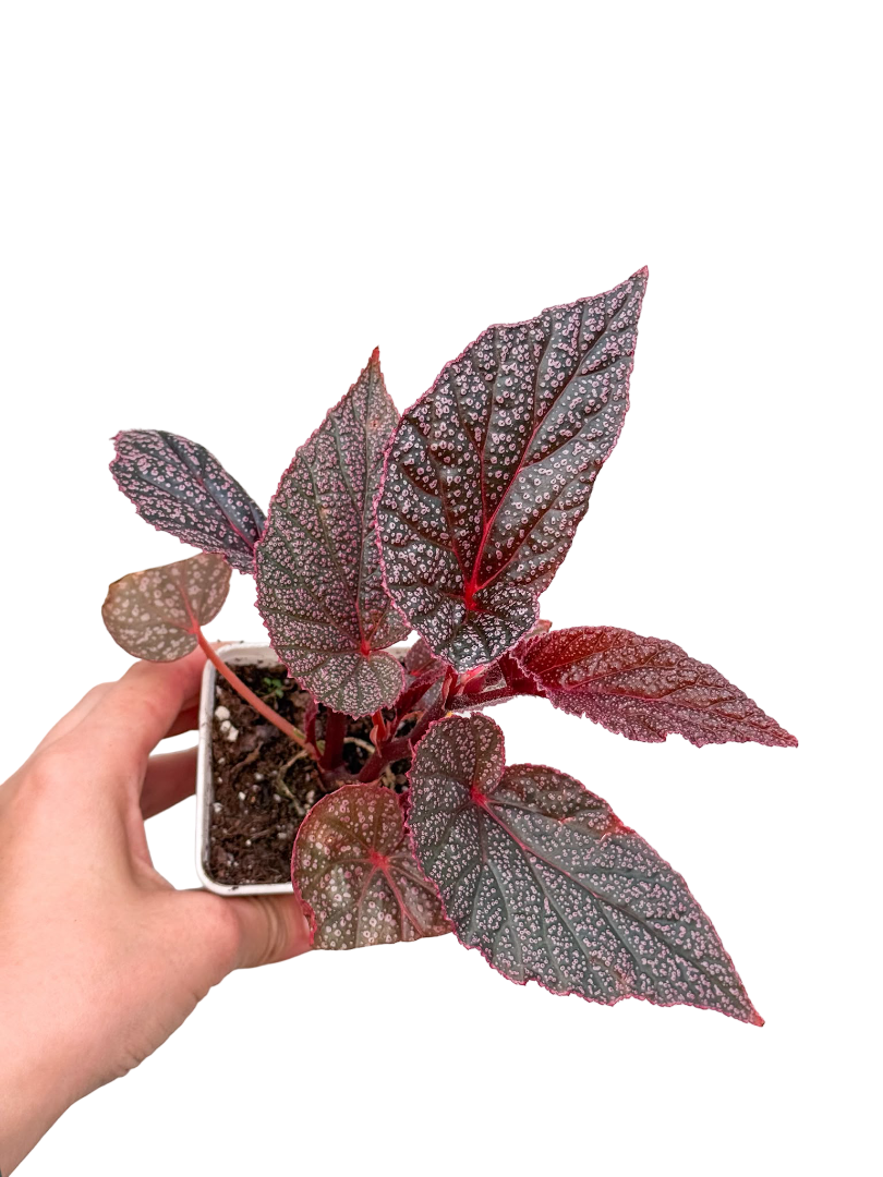 Pembe Benekli Begonya - Begonia U062