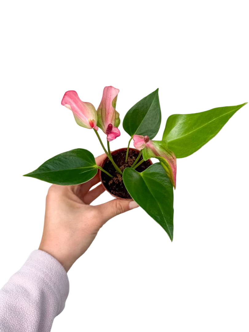 Pembe Çiçekli Antoryum Mini