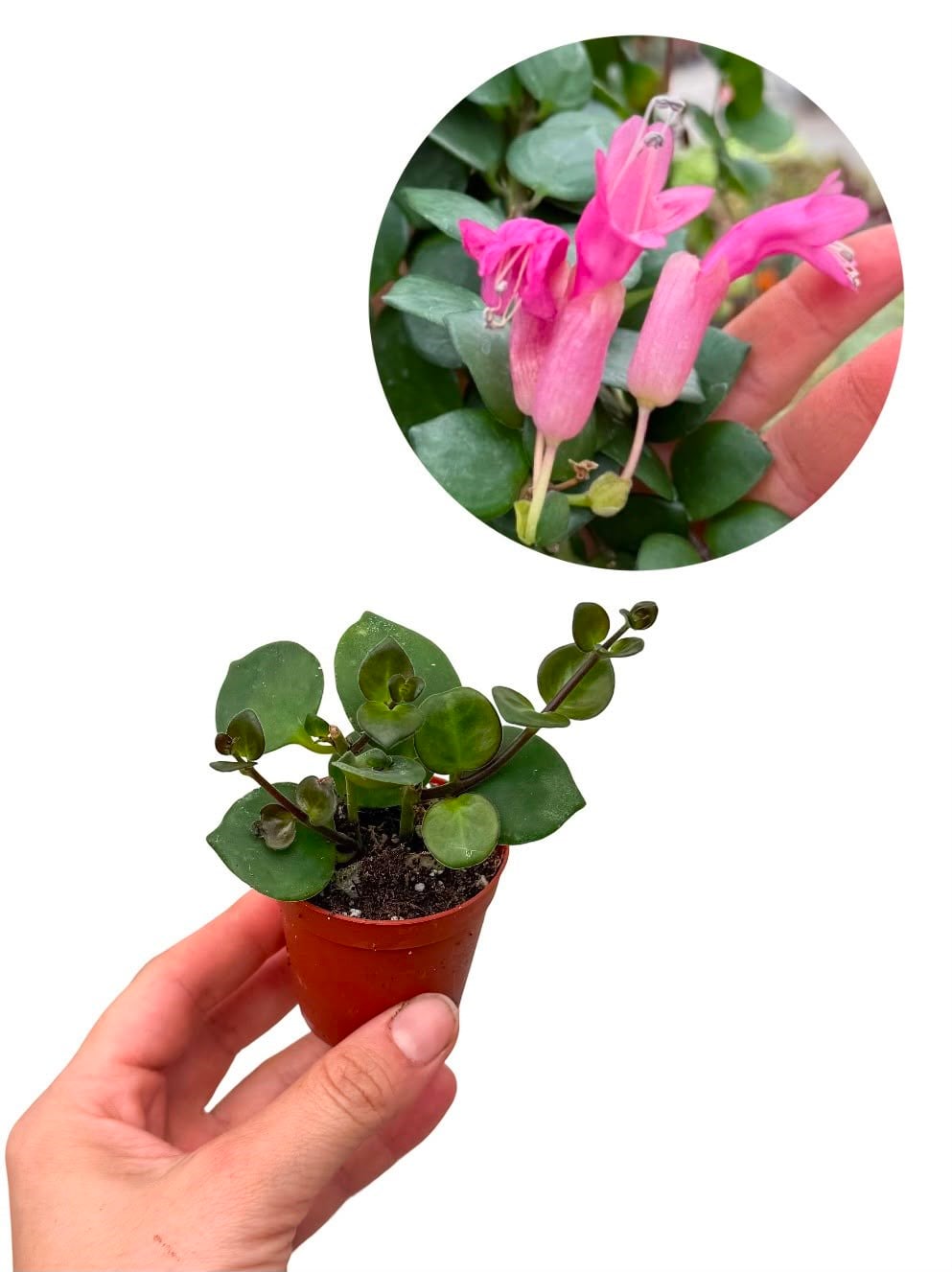 Pembe Ruj Çiçeği Mini - Aeschynanthus Pink Polka