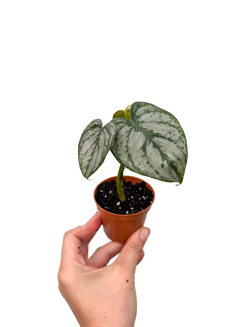 Philodendron Brandtianum - Gümüş Yapraklı Kalp Sarmaşık