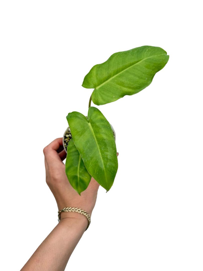 Philodendron Burle Marx