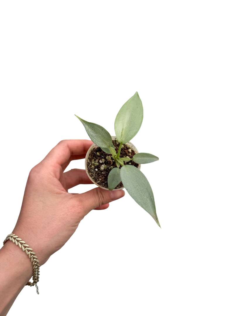 Philodendron Hastatum 'Silver Sword'