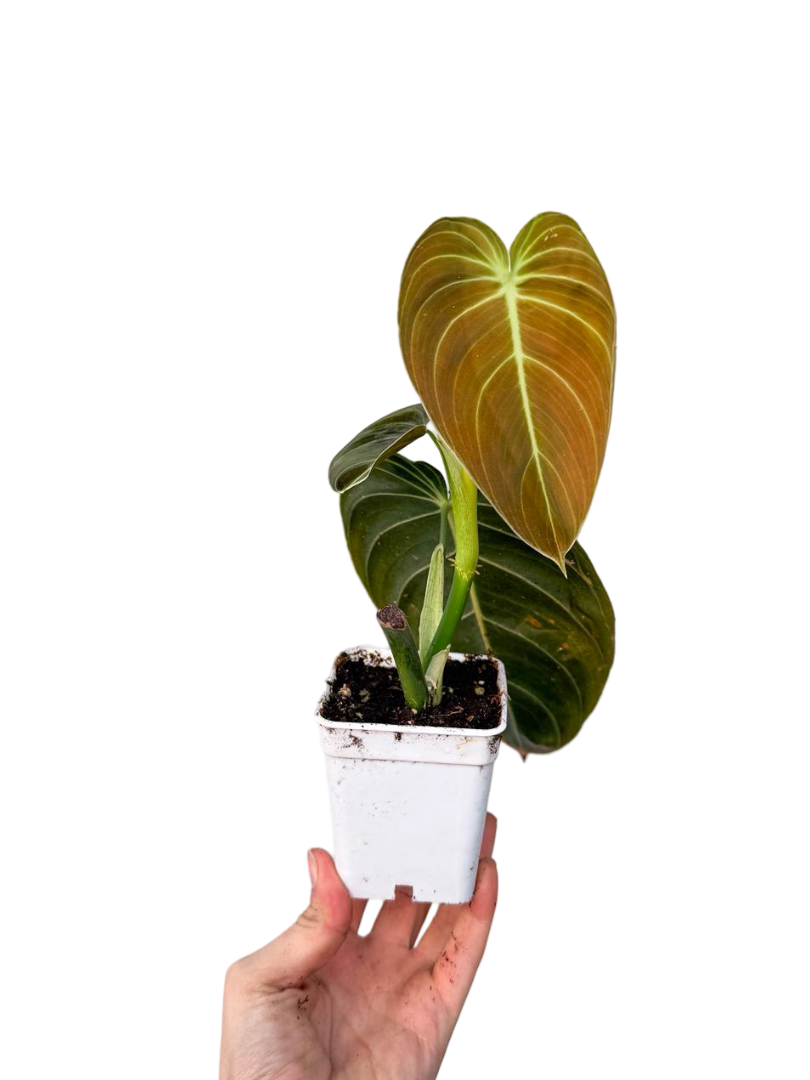 Philodendron Melanochrysum Mini Boy