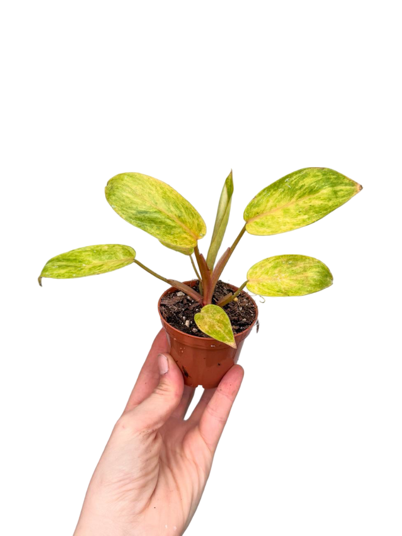 Philodendron Painted Lady Fide Boy