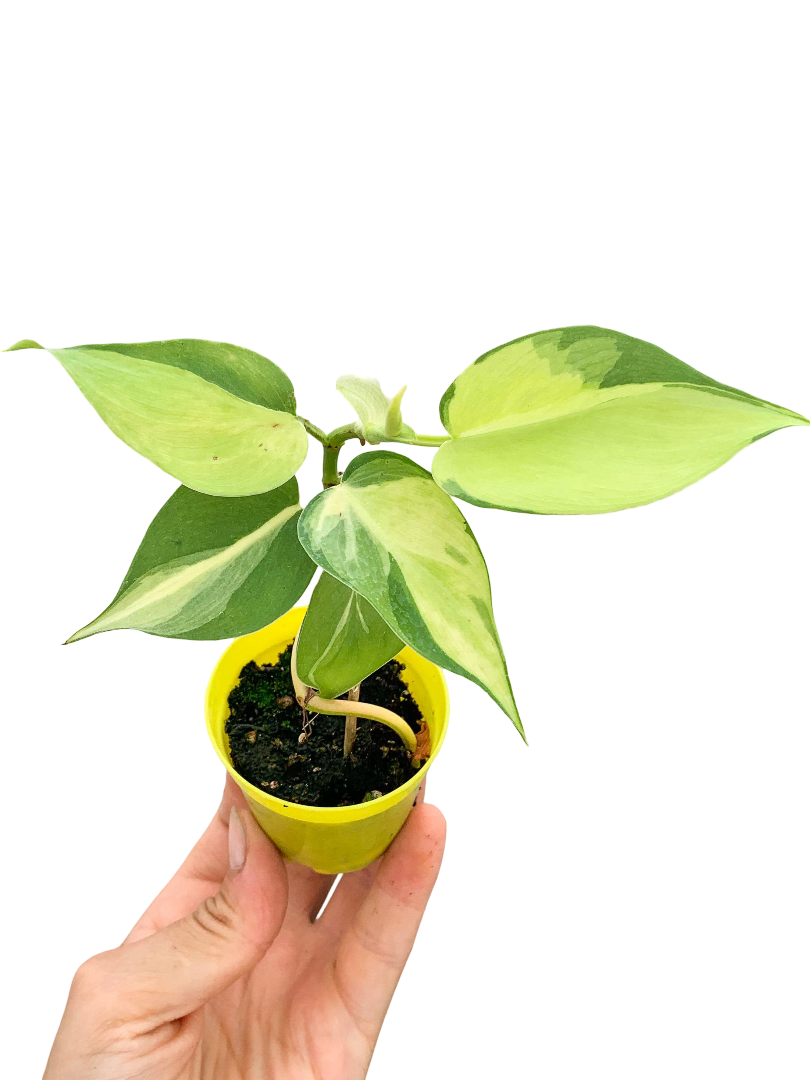 Philodendron Scandens Brasil Salon Sarmaşığı