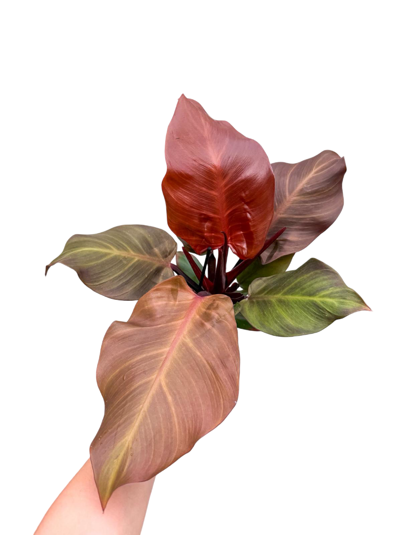 Philodendron Sunlight