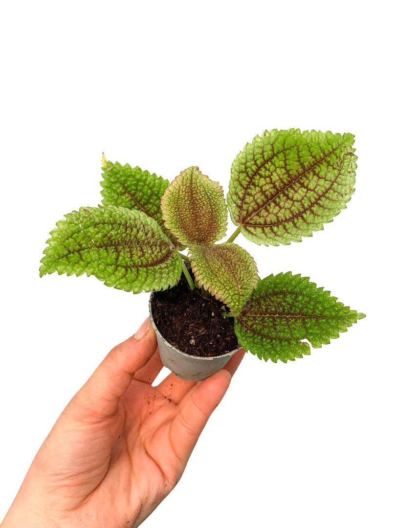 Pilea Involucrata 'Moon Valley' Arkadaşlık Çiçeği