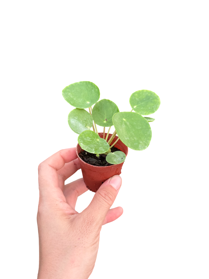 Pilea Peperomioides Para Ağacı Mini