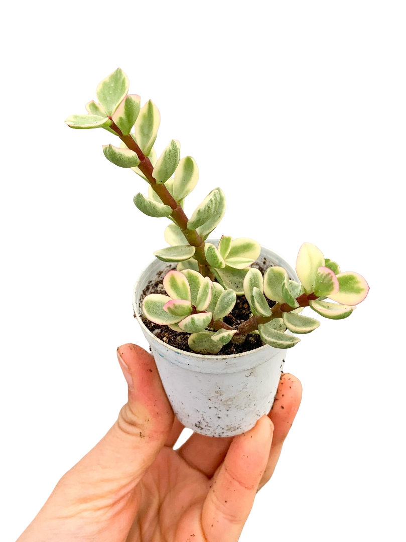 Portulacaria Afra Variegata